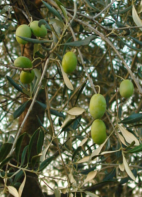 Estrada na Toscana 4 - Azeitonas na arvore