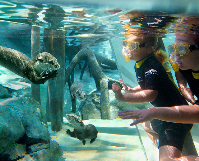 Discovery Cove em Orlando 