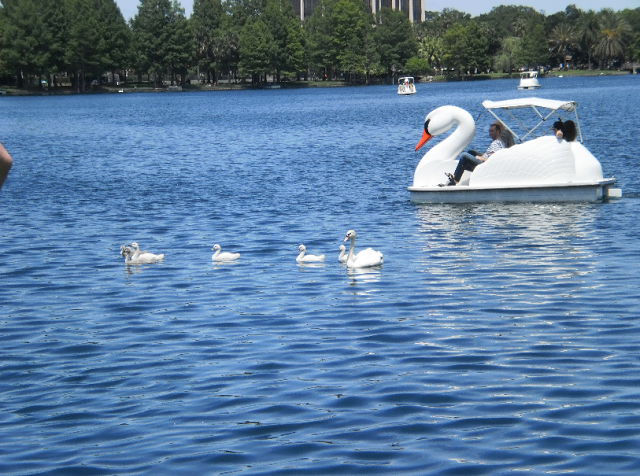  Pedalinhos no Lake Eola em Orlando