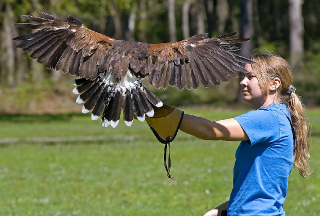 Center for Birds of Prey em Orlando