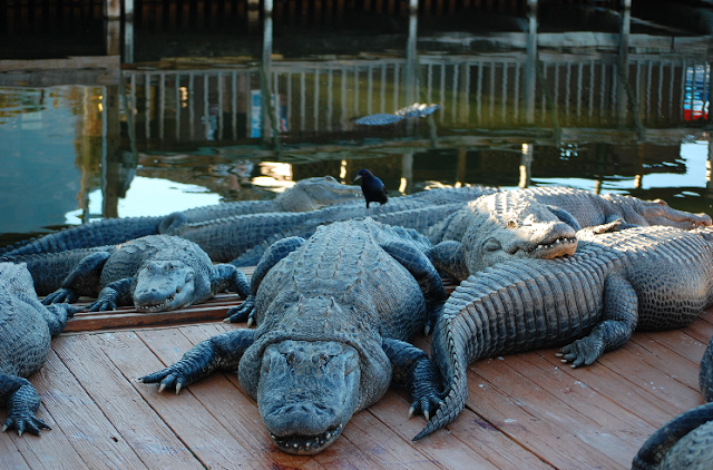 Parque Gatorland em Orlando