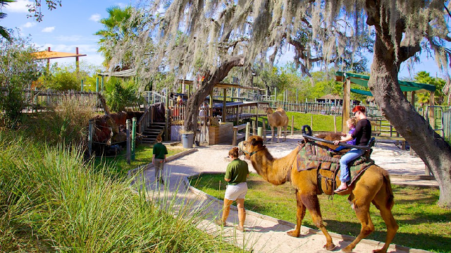 Zoológico Lowry Park em Tampa 