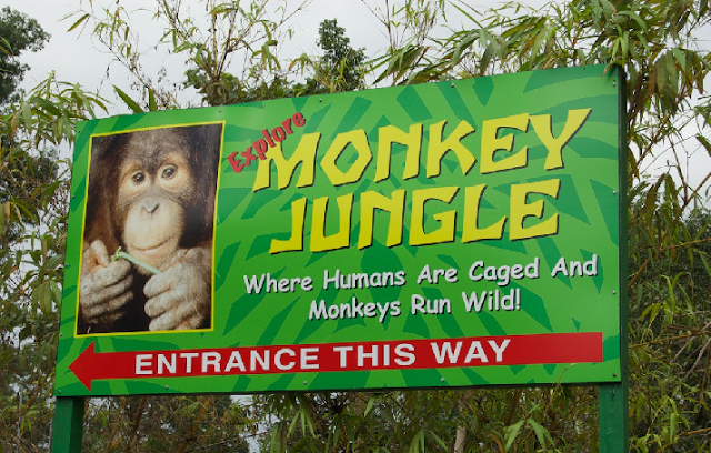 Zoológico de macacos em Miami