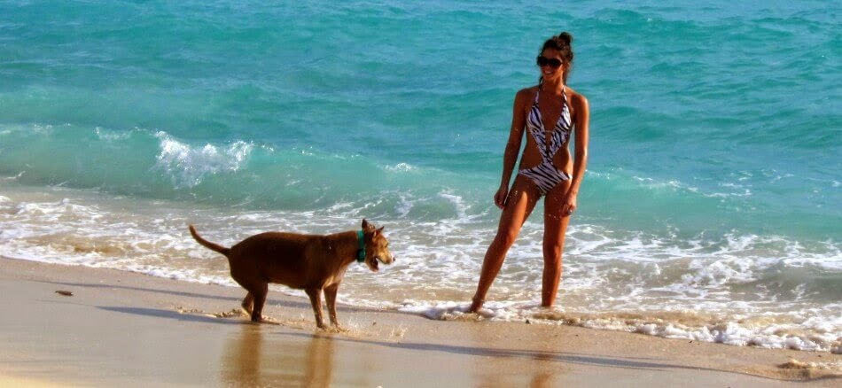 Praia Key Biscayne em Miami com Cachorro