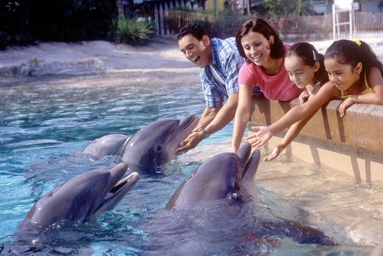 alimentar os golfinhos no SeaWorld Orlando