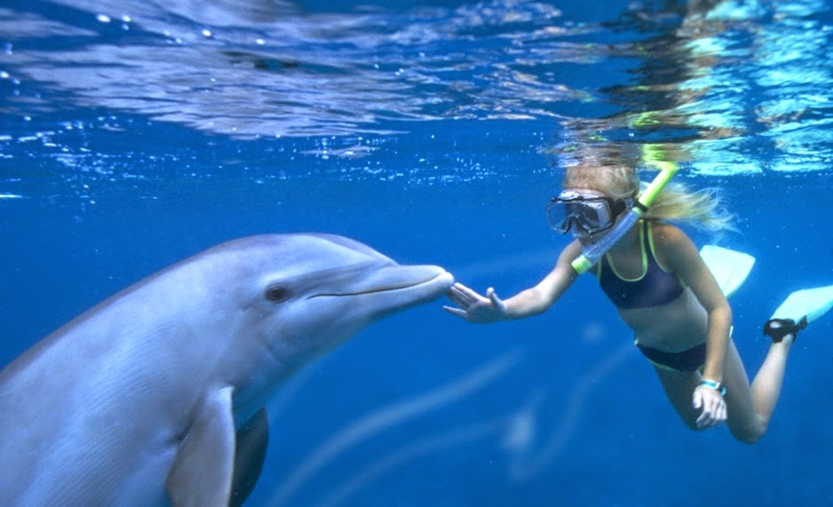 Nadando com golfinhos no parque Discovery Cove em Orlando