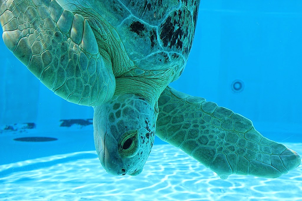 Clearwater Marine Aquarium em Clearwater na Flórida