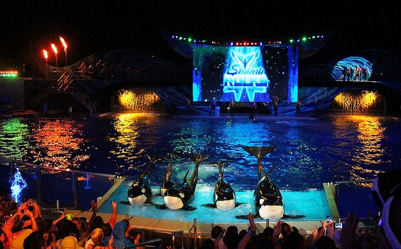 Summer Nights SeaWorld Orlando
