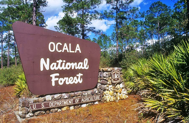 Ocala National Florest Floresta
