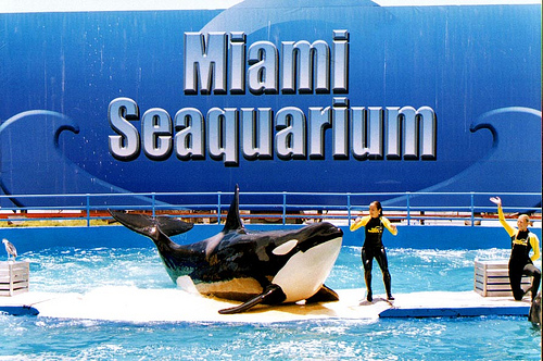 Miami Seaquarium Key Biscayne