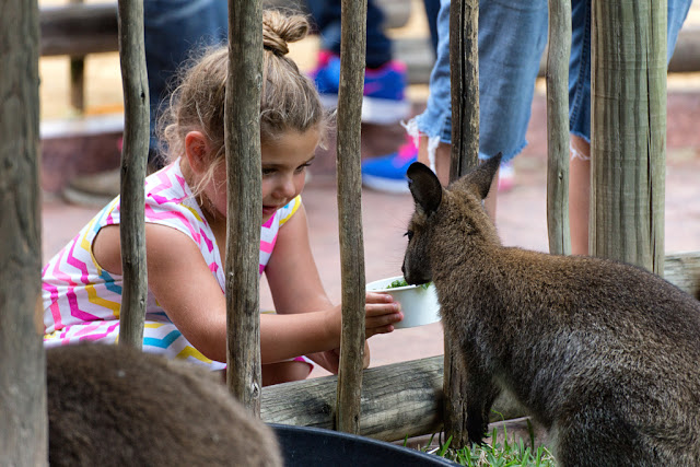 Parque Busch Gardens Tampa - Alimentar animais