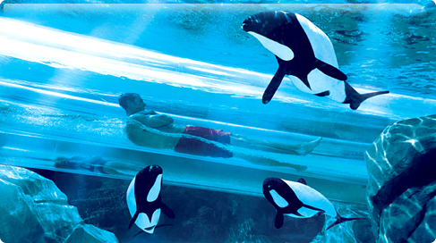 Aquatica Orlando Parque Dolphin Plunge
