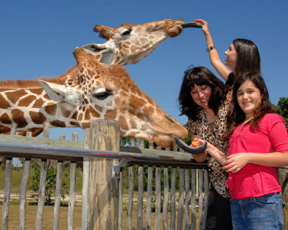 Zoo Miami Zoologico - Girafas