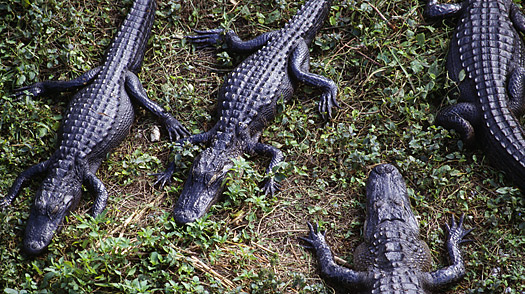 Everglades National Park Miami Florida
