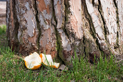 Corteccia e Buccia (Matt Jardine) Tags: park italy orange parco rome roma tree grass tangerine italia grove hill bark peel clementine lazio corteccia aventino aventine latium buccia savello