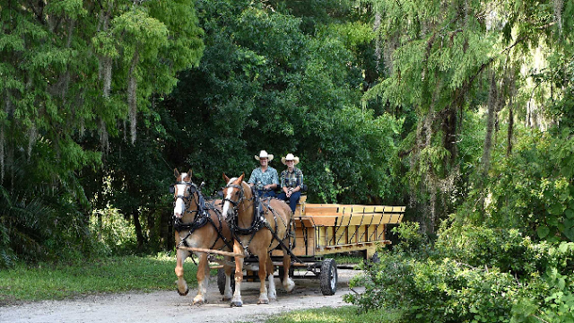 Escape to Walt's Wilderness na Disney