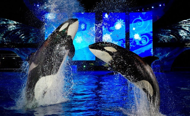 Natal Reveillon Orlando SeaWorld