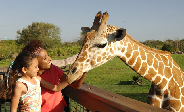 Parque Busch Gardens Tampa Animais