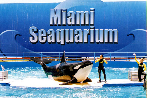 Aquário de Miami Seaquarium Miami