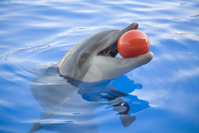 Seaquarium Miami - Aquário Golfinho