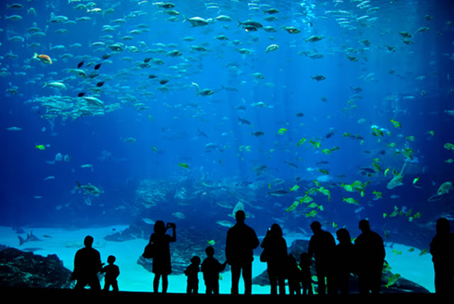 Aquário de Miami Seaquarium Miami