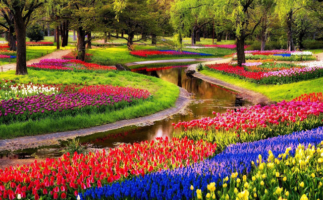 Keukenhof - Holanda