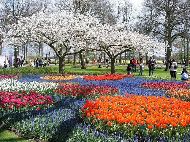 Keukenhof - Holanda