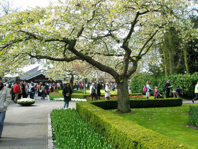 Keukenhof - Holanda