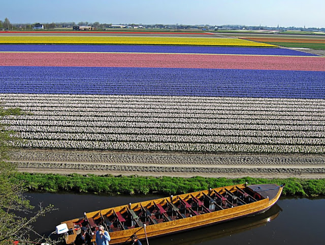 Keukenhof - Holanda