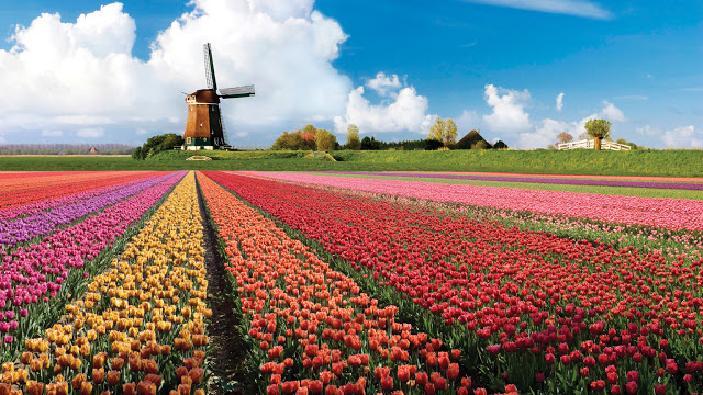 Keukenhof - Holanda