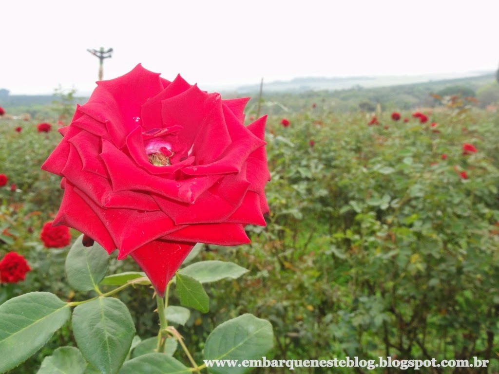 Campo de rosas em Holambra