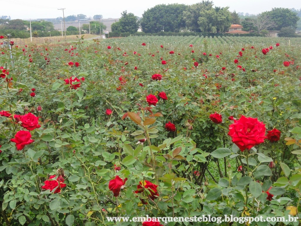 Campo de rosas em Holambra