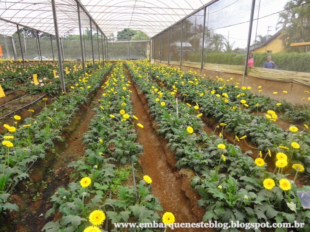 Cultivo de gerberas em Holambra