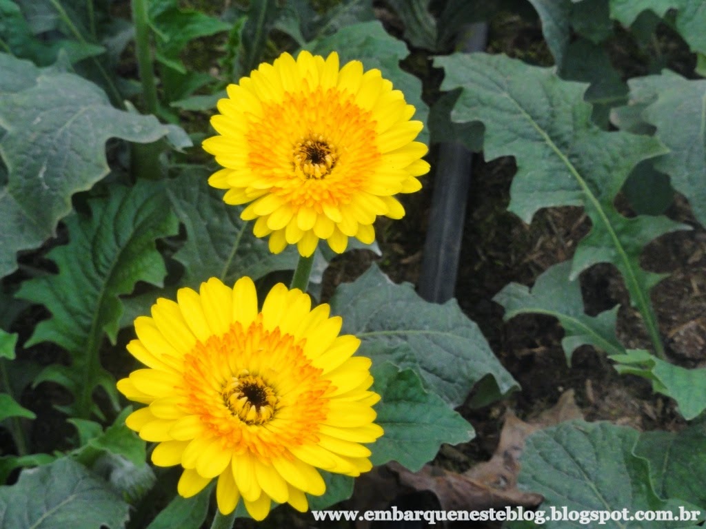 Cultivo de gerberas em Holambra