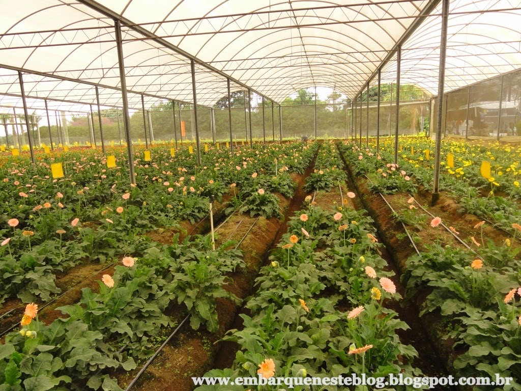 Cultivo de gerberas em Holambra