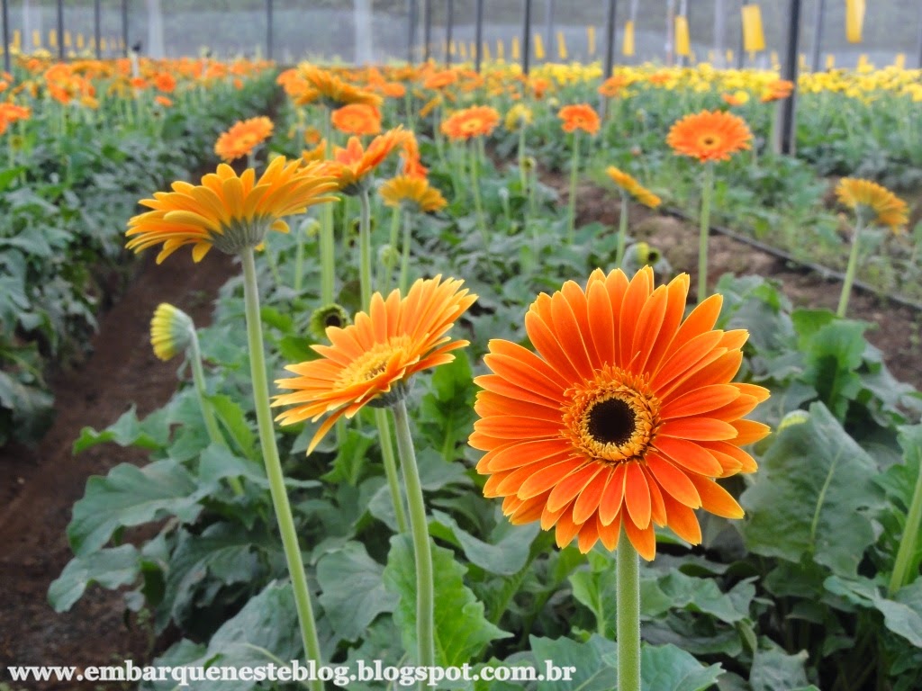 Cultivo de gerberas em Holambra